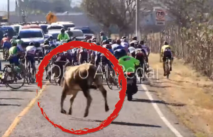 Toro persigue a ciclistas en el Tour por La Paz de Guatemala