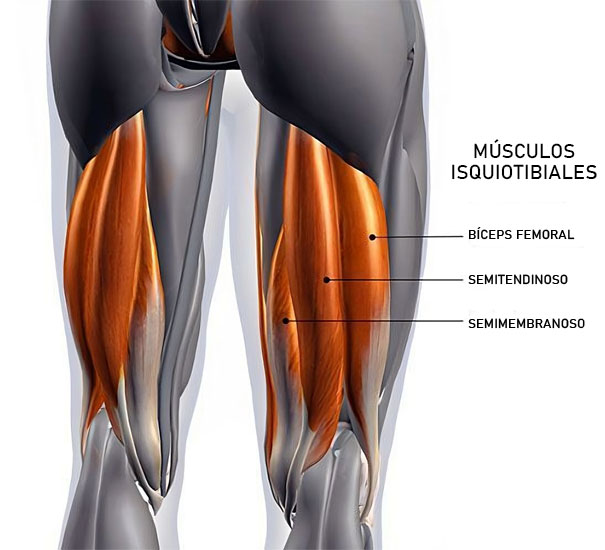 Músculos isquiotibiales 
